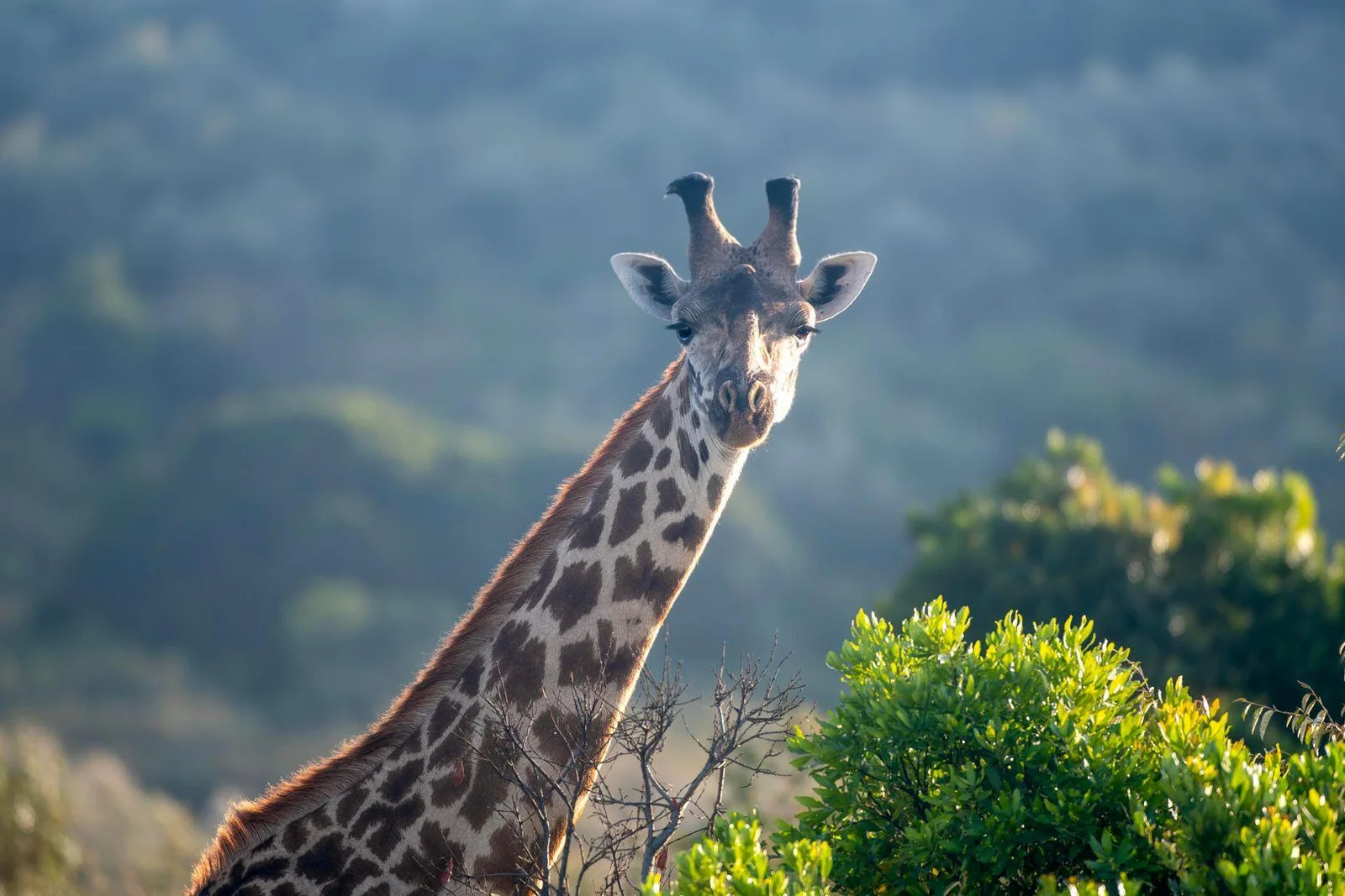 Arusha National Park