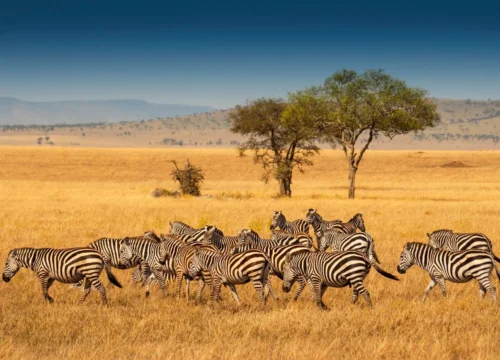 The Wonderful Gates Safari – 4 Days, 3 Nights