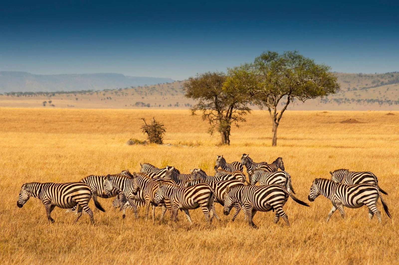 The Wonderful Gates Safari – 4 Days, 3 Nights