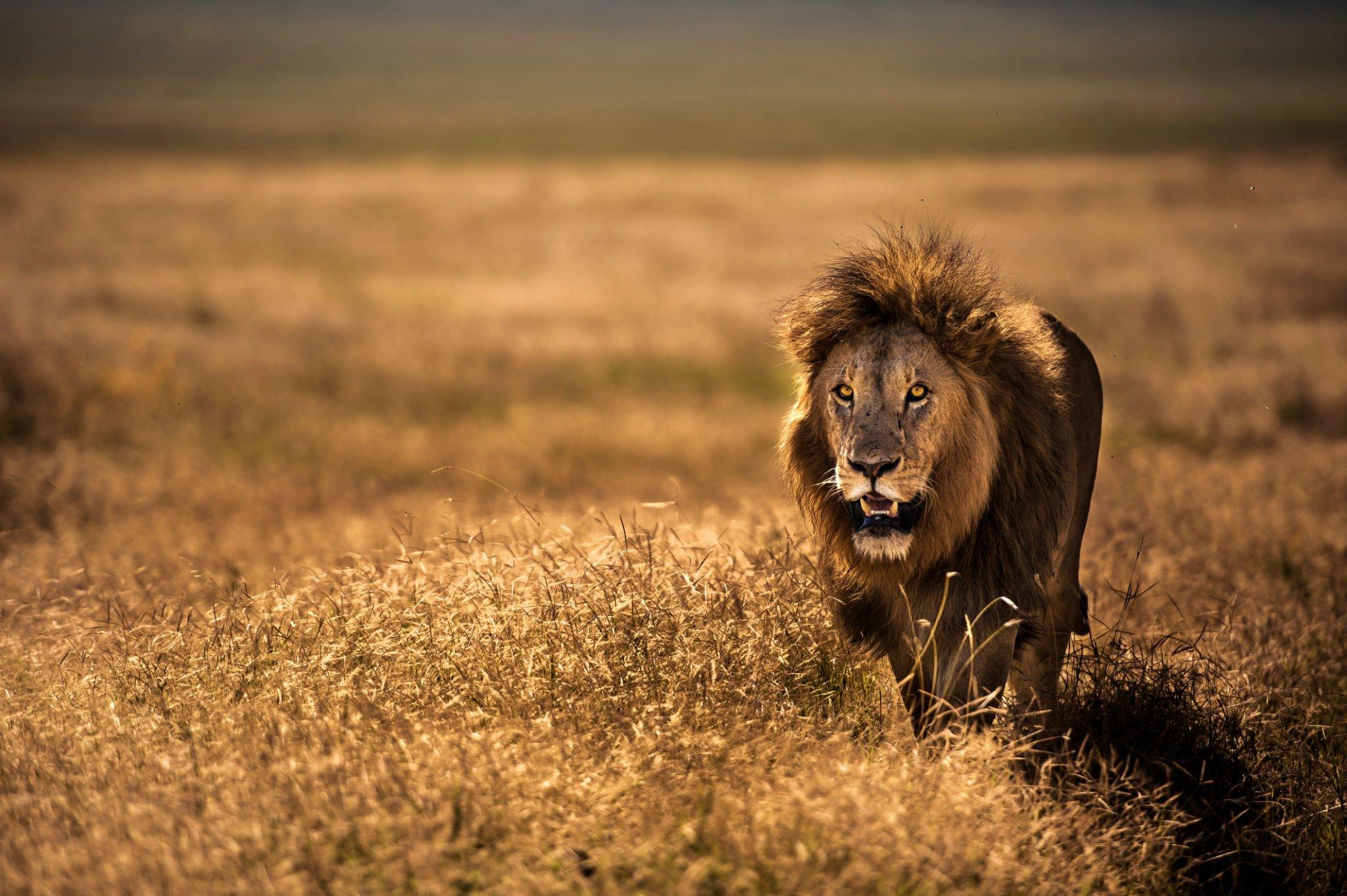 5 Days Photography Safari to Northern Tanzania