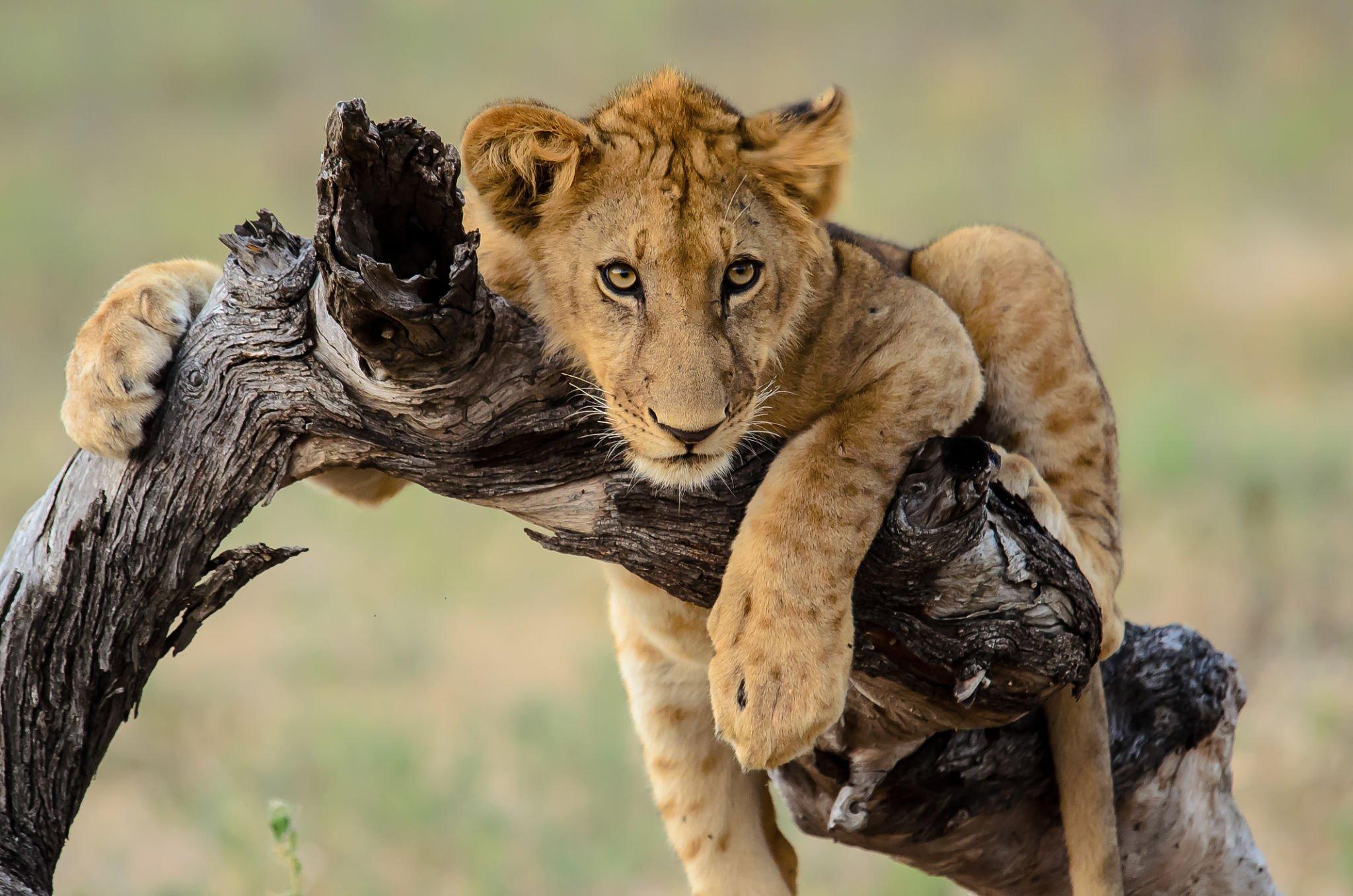 Manyara National Park