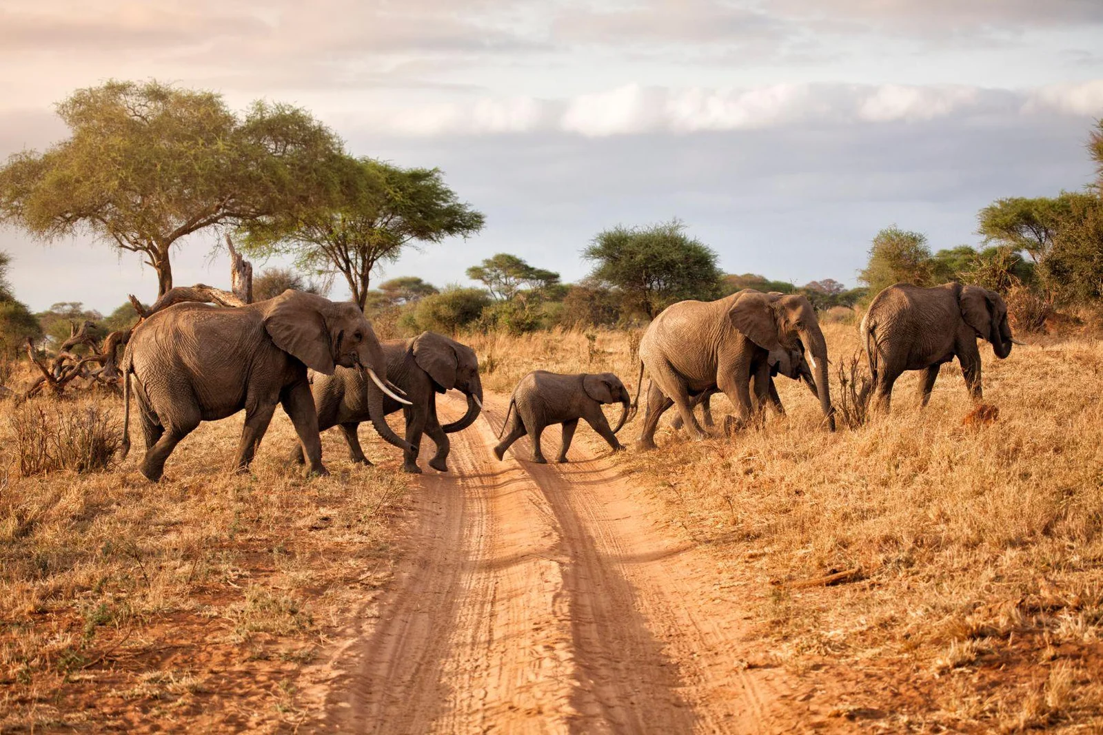 Tarangire National Park