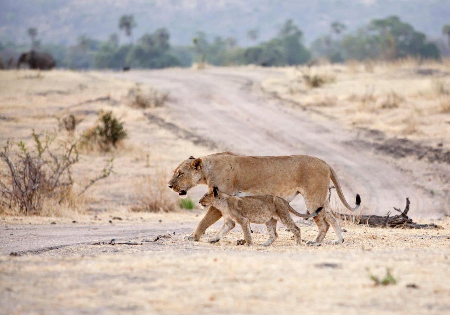 Mikumi National Park