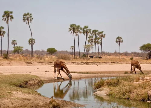 Ruaha National Park: Exploring Tanzania’s Hidden Gem