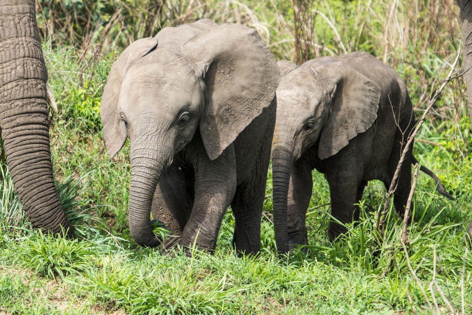 Nyerere National Park